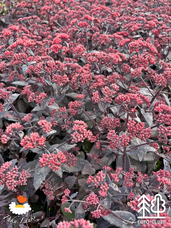 Sedum hybridum   'Jose Aubergine'